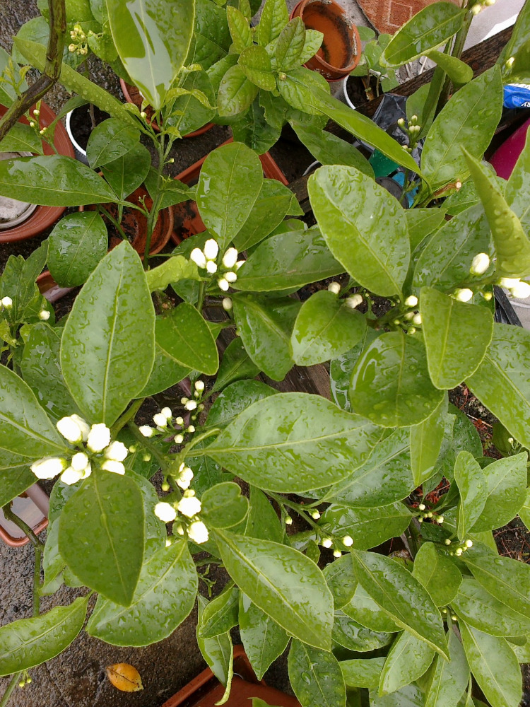 citrus citrus